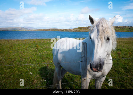 Connemara Pony in einem Feld in der Nähe von Cleggan, Galway, Irland Stockfoto