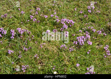 Wilder Thymian, Thymus Polytrichus in Grass Stockfoto