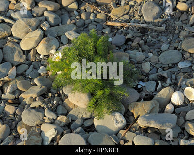 Meer Mayweed, Tripleurospermum Maritimum wächst in Schindel Stockfoto