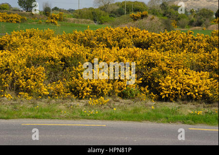 Gorse, Ulex Europaeus, üppigen Blumen am Straßenrand Büsche Stockfoto