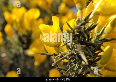Gorse, Ulex Europaeus, Nahaufnahme einer Blume Stockfoto