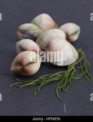 Sieben frische Muscheln auf grauem Schiefer mit Samphire Stockfoto