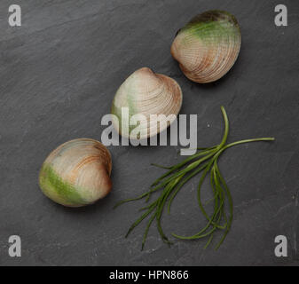 Drei Muscheln auf grauem Schiefer Wih Kraut Stockfoto