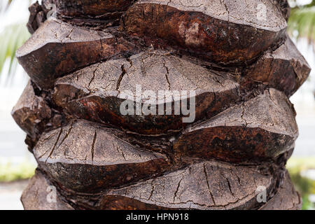 Palm-Baum-Rinde Stockfoto