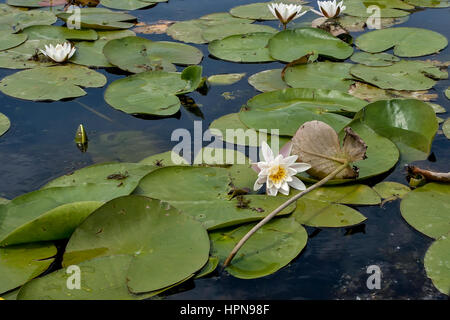 Kleiner Teich mit Wasser Lillys, Serbien Stockfoto
