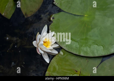 Kleiner Teich mit Wasser Lillys, Serbien Stockfoto