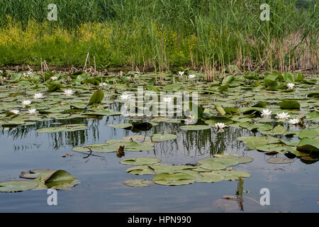 Kleines Pong mit Wasser Lillys, Serbien Stockfoto