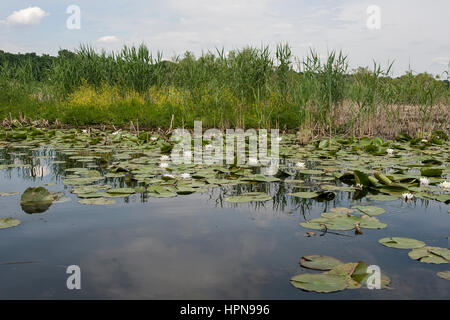 Kleines Pong mit Wasser Lillys, Serbien Stockfoto