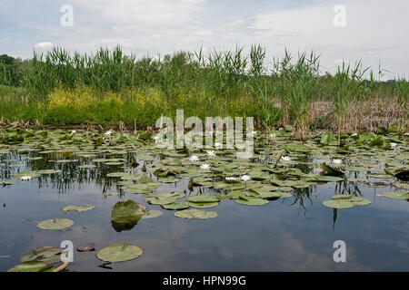 Kleiner Teich mit Wasser Lillys, Serbien Stockfoto