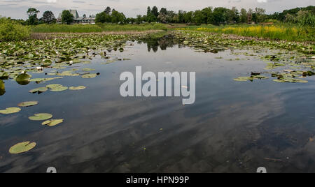 Kleiner Teich mit Wasser Lillys, Serbien Stockfoto