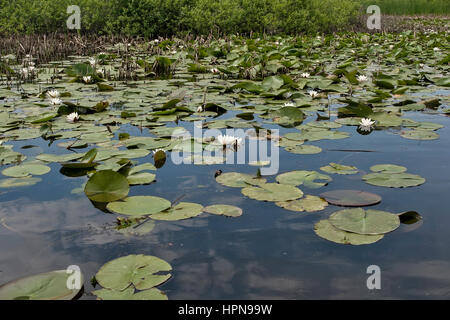 Schönen Teich mit viel Wasser lillys Stockfoto
