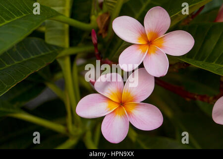 Australische Frangipannis. Frangipannis sind an die Ostküste von Australien gefunden in vorstädtischen Gärten und öffentliche Räume gleichermaßen allgegenwärtig. Stockfoto