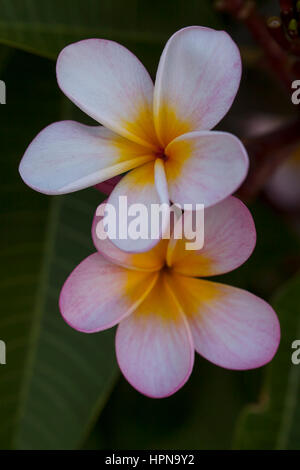 Australische Frangipannis. Frangipannis sind an die Ostküste von Australien gefunden in vorstädtischen Gärten und öffentliche Räume gleichermaßen allgegenwärtig. Stockfoto