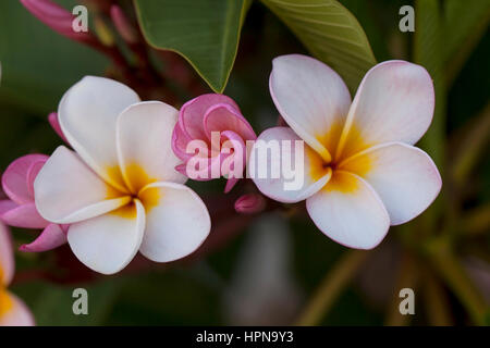 Australische Frangipannis. Frangipannis sind an die Ostküste von Australien gefunden in vorstädtischen Gärten und öffentliche Räume gleichermaßen allgegenwärtig. Stockfoto