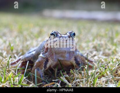 Der Grasfrosch, Rana Temporaria auch bekannt als der Europäische Grasfrosch Stockfoto