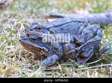 Der Grasfrosch, Rana Temporaria auch bekannt als der Europäische Grasfrosch Stockfoto