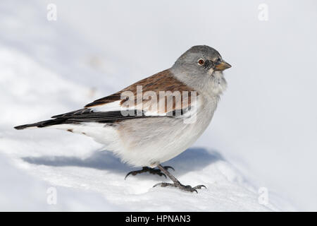 Weiß-winged Snowfinch, Schweizer Alpen Stockfoto