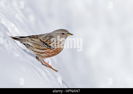 Alpine beobachtet im Schnee, Schweizer Alpen Stockfoto