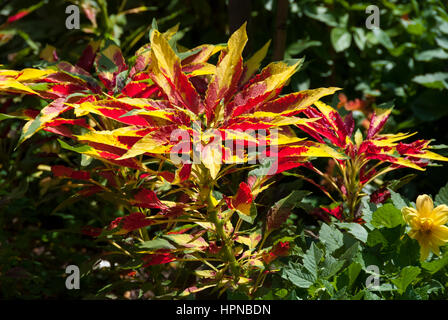 Amaranthus Tricolor ist eine zarte Zierpflanze auch bekannt als essbare Amarant und auch Josephs Mantel wegen seiner bunten Laub, wenn Sie reif sind. Stockfoto