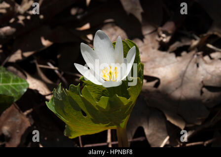 Sanguinaria Canadensis ist eine native nordamerikanischen Frühling Wildblumen Blutwurz wegen der leuchtend roten sap auch bekannt als die Pflanze verströmt wenn geschnitten. Stockfoto