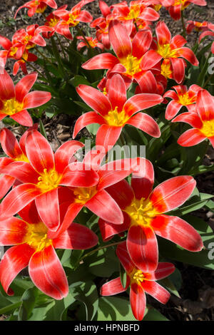 Eine Miniatur früh blühenden Tulipa Kaufmanniana Waterlily Tulpe 'Shakespeare' wächst in einem Park von Toronto. Stockfoto