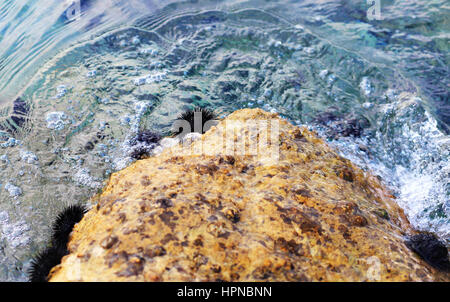 Schwarze Seeigel auf Stein im Wasser Stockfoto