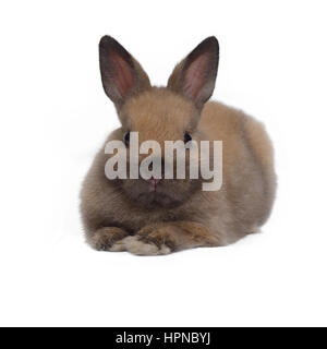 Kleiner Brauner Hase hocken auf weißem Hintergrund. Stockfoto