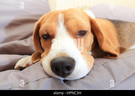 Krank Beagle Hund auf weichen Stuhl zu Hause Stockfoto