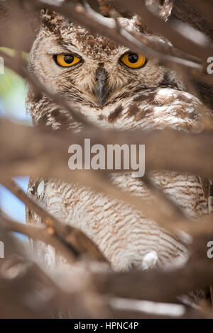 Ein Erwachsener gefleckte Uhu (Bubo Africanus) mit einem sehr schweren und intensiven Blick in die Spitze eines Baumes Camel Thorn (Acacia Eriloba) Stockfoto