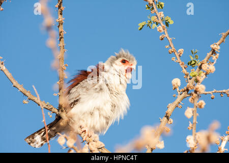 Pygmy Falcon (Polihierax semitorquatus), die ihre Gehilfen hoch oben in einem Baum im Kgalagadi Transfrontier Park. Stockfoto