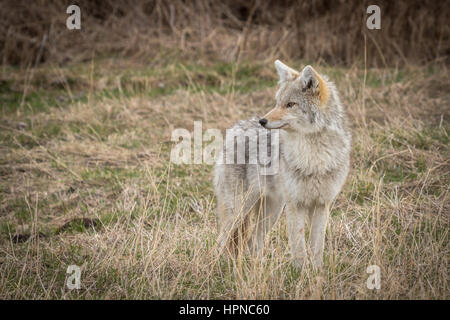 Erwachsenen Kojote (Canis Latrans) Scannen der Wiese für potentielle Beute Stockfoto