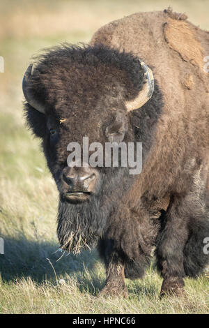 Vom Aussterben bedrohten amerikanischen Bison Bulle (Bison Bison) auf den Ebenen des Grasslands National Park. Stockfoto