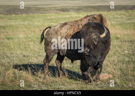 Große amerikanische Bisons (Bison Bison) Bull auf den Ebenen des Grasslands National Park. Stockfoto