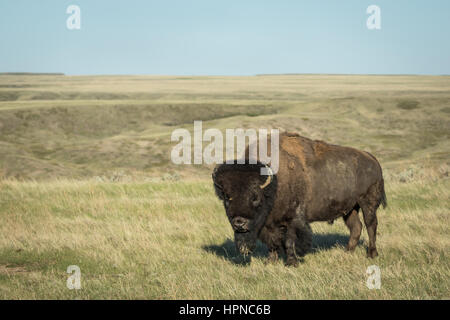 Große alte amerikanische Bison Bulle (Bison Bison) auf den Ebenen des Grasslands National Park. Stockfoto