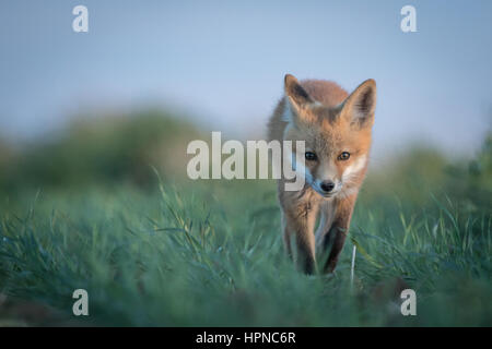 Ein junger Rotfuchs Kit (Vulpes Vulpes) Leben außerhalb der Höhle zu erforschen. Stockfoto