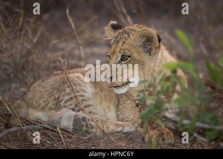 Kleine Löwenjunge (Panthera leo) mit in das Gras und Blick über seine Schulter. Stockfoto