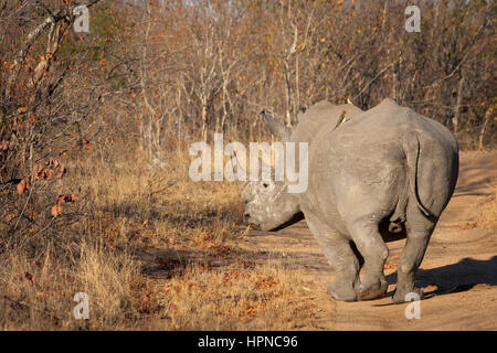 Ein Breitmaulnashorn (Ceratotherium Simum) mit Ox-Spechten auf dem Rücken über die Schulter schauen. Stockfoto