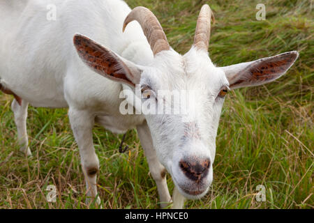 Nahaufnahme einer gehörnten Saanen Ziege (Capra Hircus), die im Bereich Saanen Schweiz stammt.