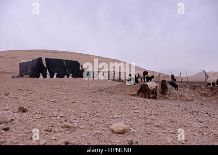 Ein Beduinen Camp der Jahalin Stammes Gemeinschaft in die judäische Wüste Juda oder der West Bank Israel. Die Jahalin Stammes wurden mit Blick auf die kontinuierliche Zerstörungen und Vertreibungen Bedrohungen durch die israelischen Behörden und folglich in dem Gebiet vor der Jerusalem - Jericho autobahn a Plan, der West Bank Beduinen Führer ablehnen und behaupten, um die jüdischen Siedlungen erweitern gepresst. Stockfoto