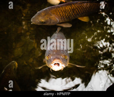 Ein Koi-Karpfen coming up für Lebensmittel in einem Teich. Stockfoto