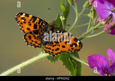 Landkärtchen, Landkärtchenfalter, Landkärtchen-Falter, Frühlingsgeneration, Araschnia Levana, Karte Schmetterling, Le Carte géographique Stockfoto