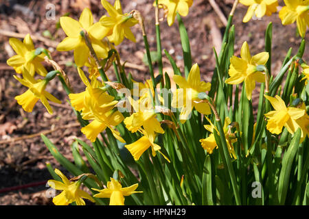 Reihe von gelben Narzissen in voller Blüte wächst in einem Bett aus Erde Stockfoto