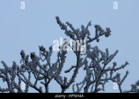 AST Baum Vereist Und verschneit Stockfoto