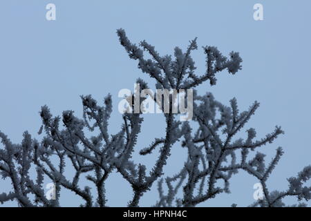 AST Baum Vereist Und verschneit Stockfoto