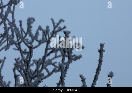 AST Baum Vereist Und verschneit Stockfoto