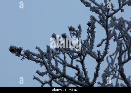 AST Baum Vereist Und verschneit Stockfoto