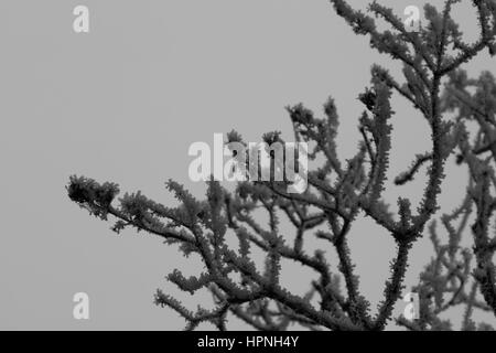 AST Baum Vereist Und verschneit Stockfoto