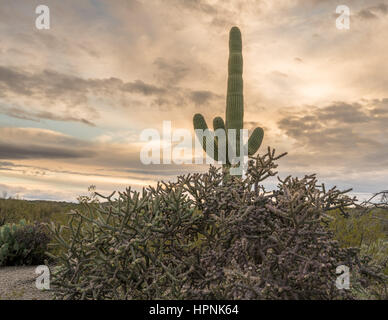Saguaro und Buckhorn Cholla Kakteen stehen gegen die untergehende Sonne in der Nähe von Tucson Arizona Stockfoto