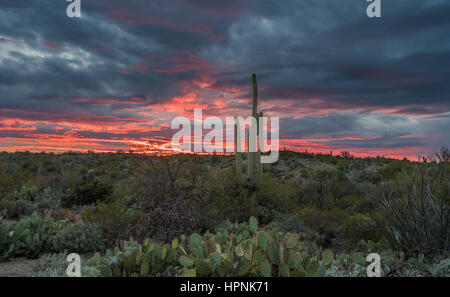 Saguaro und Prickly Pear Kakteen stehen gegen die untergehende Sonne in der Nähe von Tucson Arizona Stockfoto