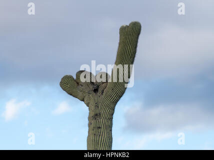 Seltene Crested Saguaro Kaktus Pflanze im National Park West in der Nähe von Tucson Arizona Stockfoto